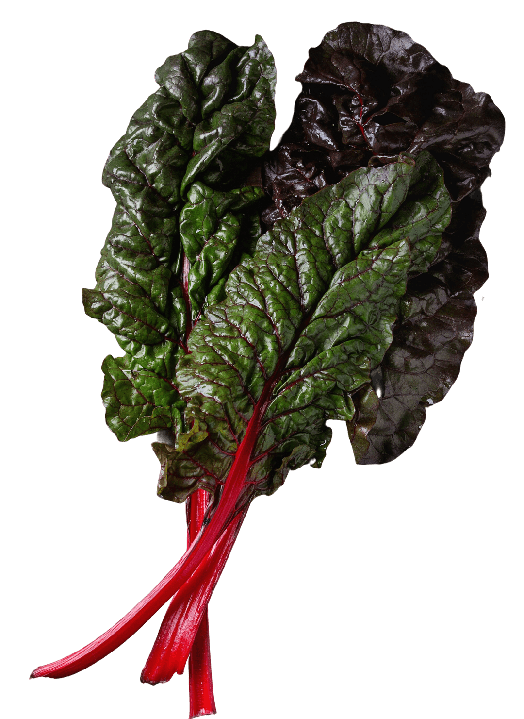 Rainbow Swiss Chard