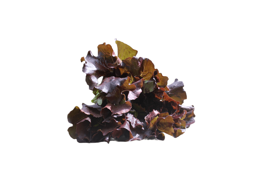 Lettuce
